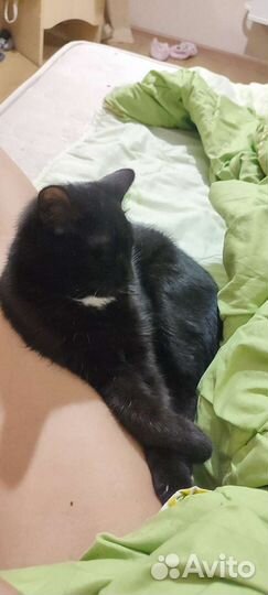 Котенок черный