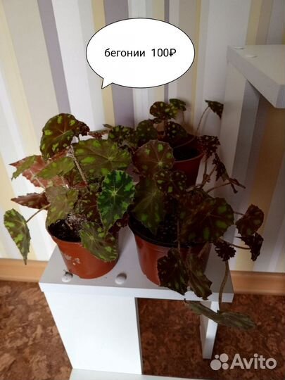Комнатные растения