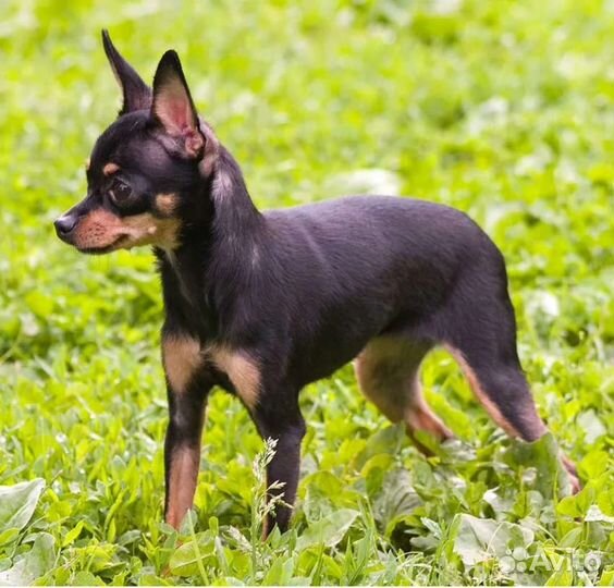 Мини той-терьер вязка