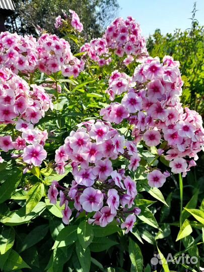 Флоксы многолетние