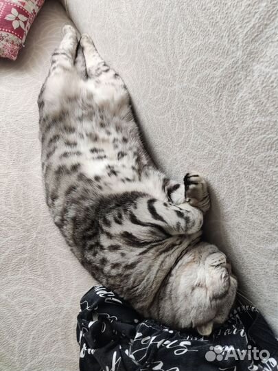 Шотландский котик. Вязка