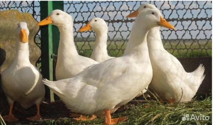 Инкубационное яйцо уток и гусей