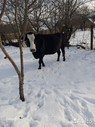 Корова стельная