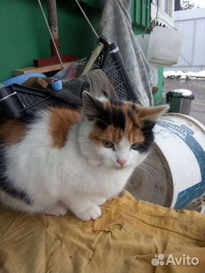 Очень красивого окраса девочка,2.5 мес