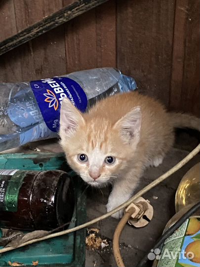 Котята девочка