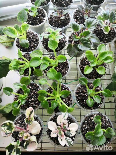 Фиалки детки мини