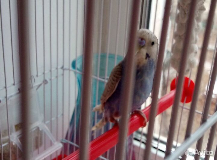 Молодой волнистый попугай