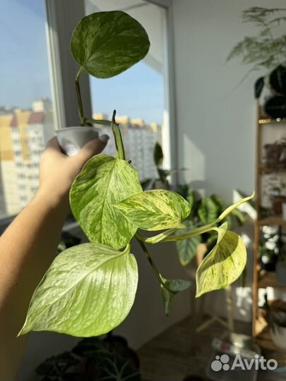 Сциндапсус, эпипремнум