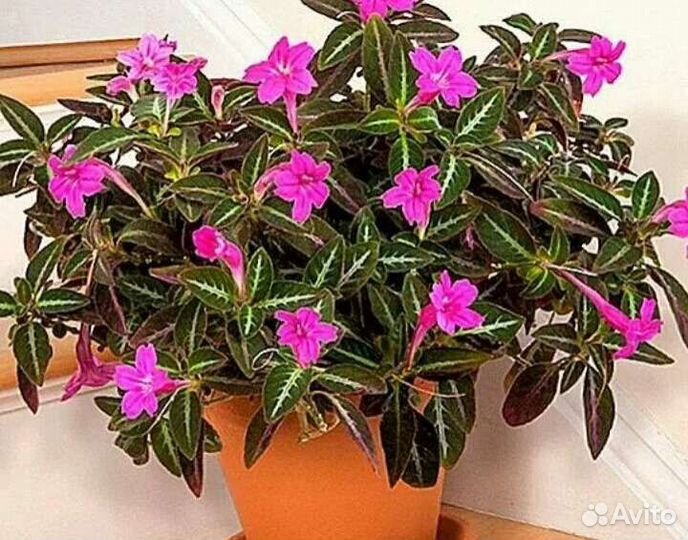 Ruellia Portellae