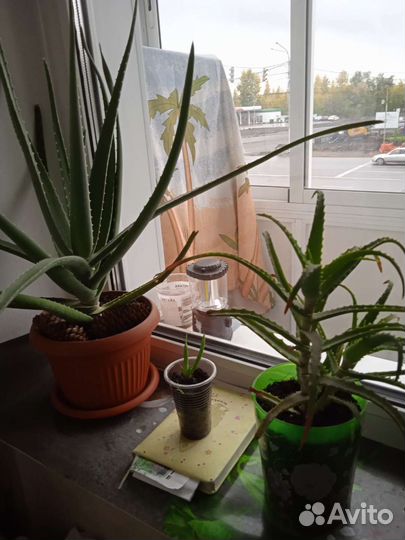 Алоэ вера и кактусы