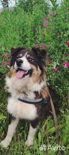 Щенки аусси