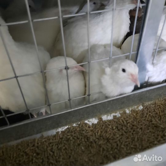 Яйца перепелиные 18 шт. в упаковке