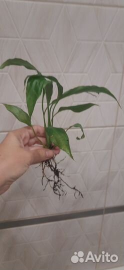 Спатифиллум женское счастье