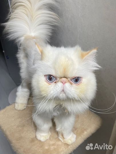 Персидский кот на вязку