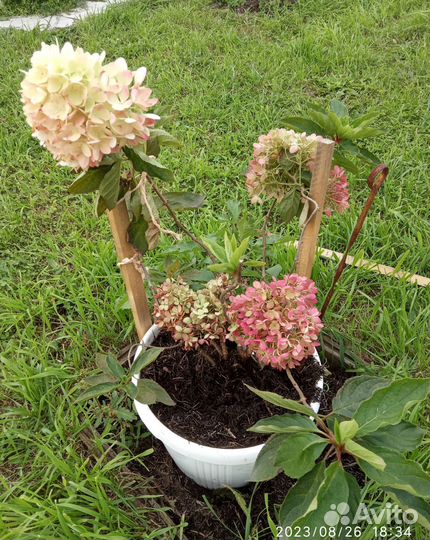 Продаю гортензию сорт пинклайд
