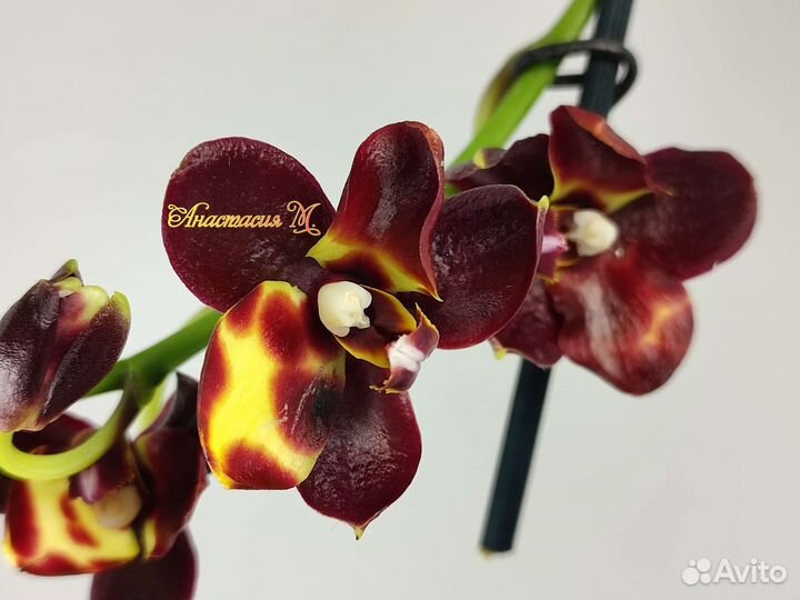 Фаленопсис бабочка