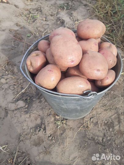 Картофель домашний