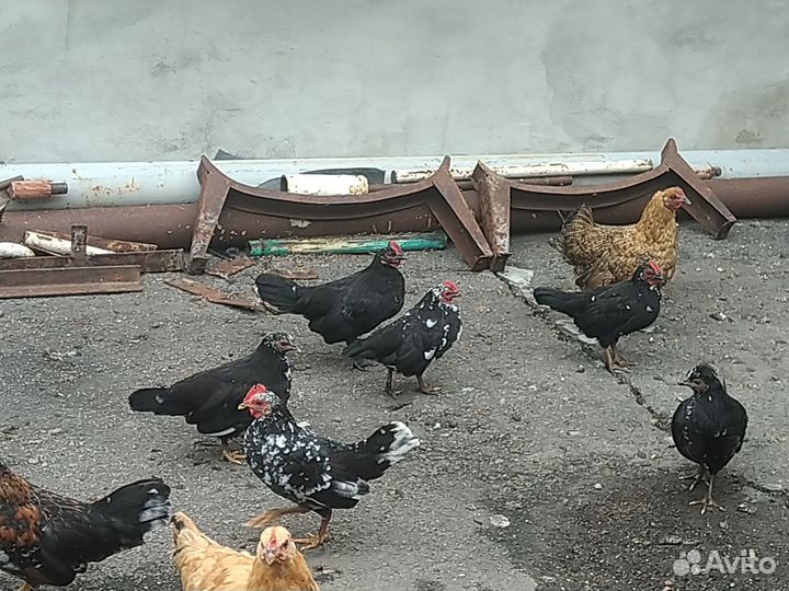 Куры бентамки