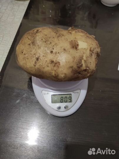 Продам картофель
