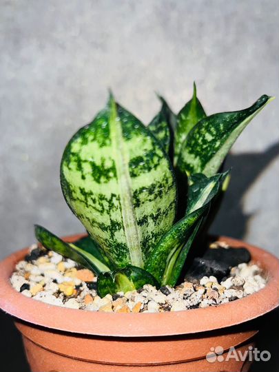 Сансевиерия Ханни Страйкер