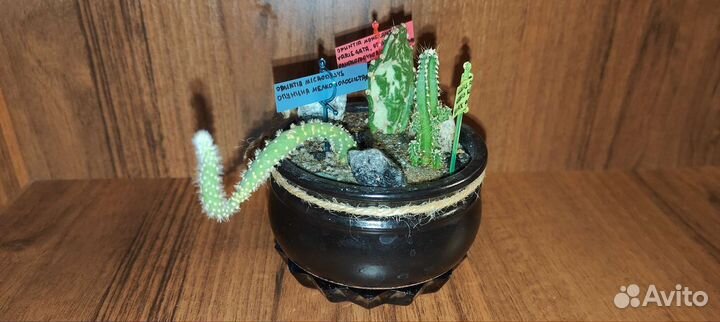 Композиции из кактусов и суккулентов. Мини сад
