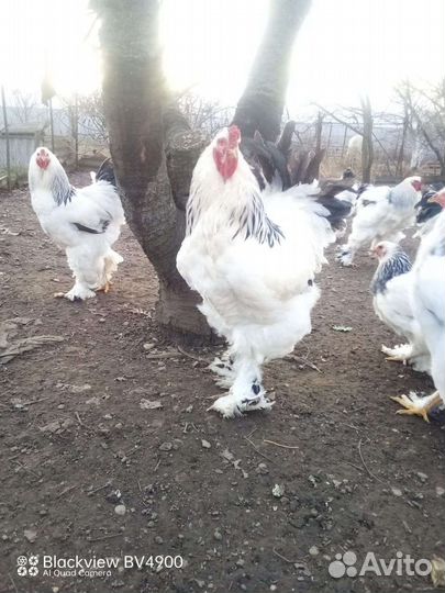 Яйца, фото родителей, настоящие фото