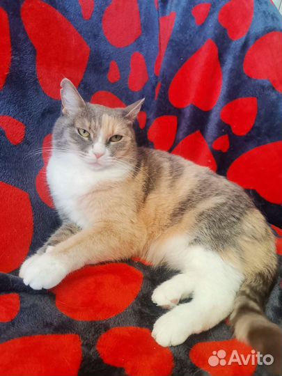 Кошка в добрые руки