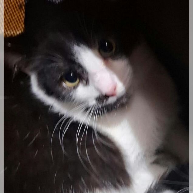 Европейский короткошёрстный котёнок