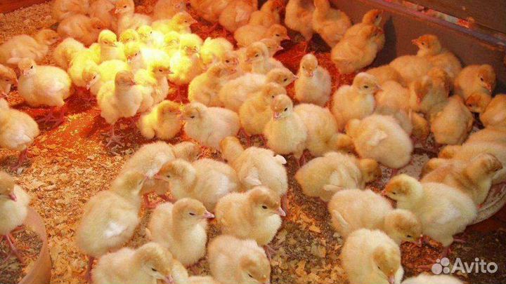 Индюшата суточные и подрощенные