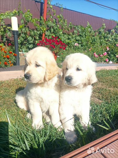 Золотистый ретривер