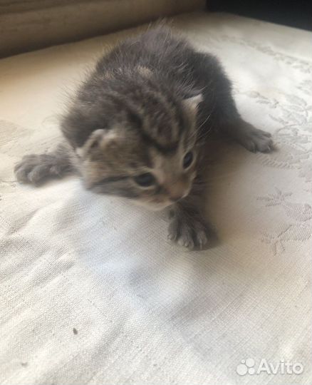 Кошка/кот