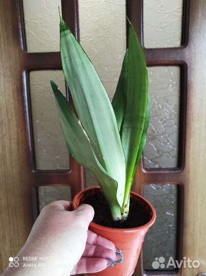 Сансевиерия Муншайн Комнатные цветы