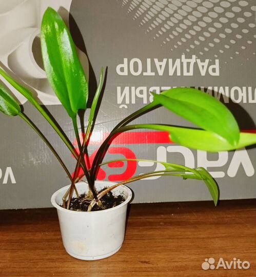 Отростки и семена комнатных растений