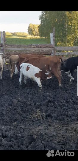 Бычки корова козы баранины