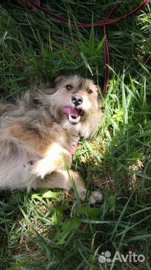 Собака. Вишенка. Стерелизована. Ищем ручки