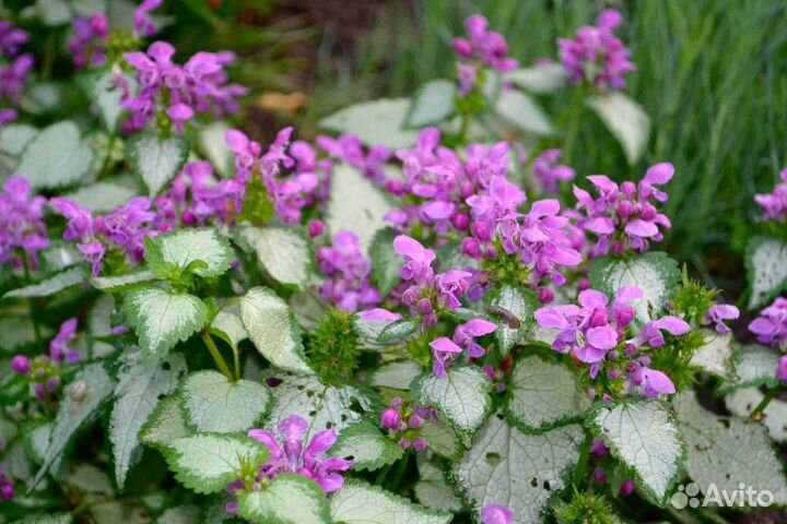 Почвопокровные растения и луковичные