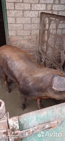Свиньи живой вес