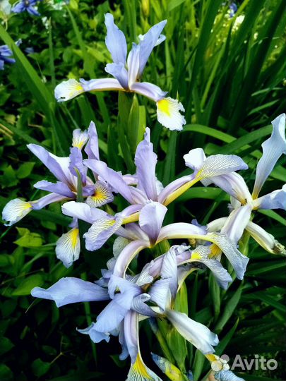 Ирис спурия