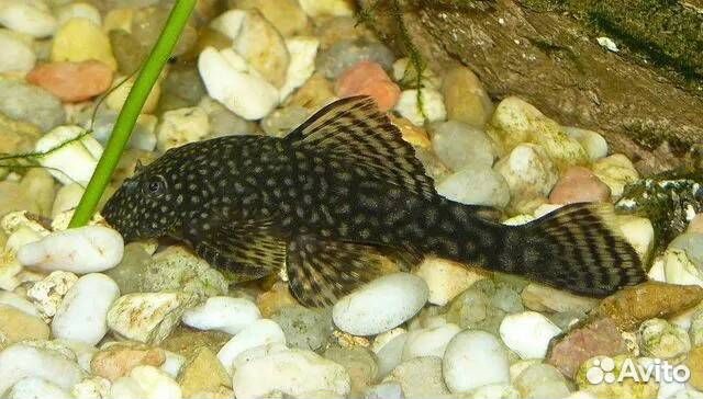 Продаю сомиков Анциструсов/Меченосцев/Гуппи