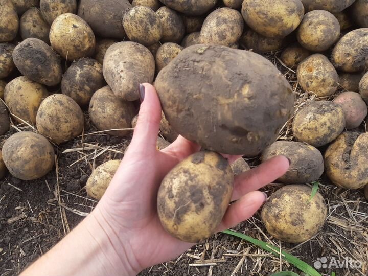 Продам картофель