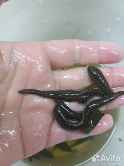 Пиявки из питомника