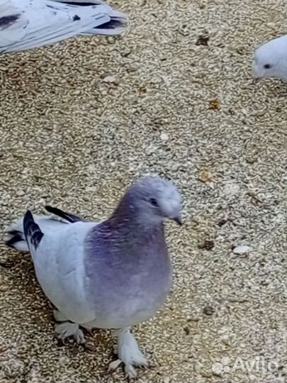 Турецкая такла