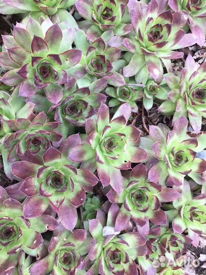 Суккуленты