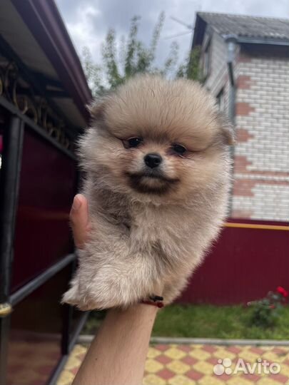 Шпиц медвежонок