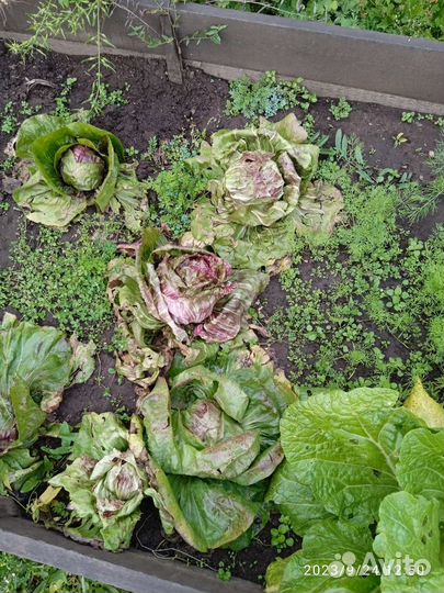 Хоста овощи