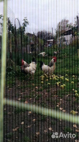 Яицо для инкубатора