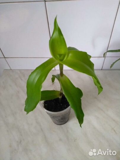 Лечебные комнатные растения