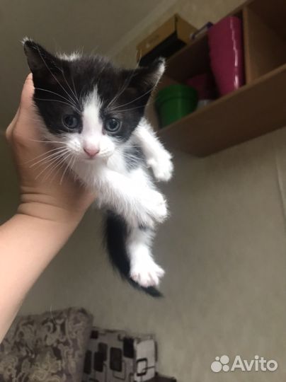 Европейские котята