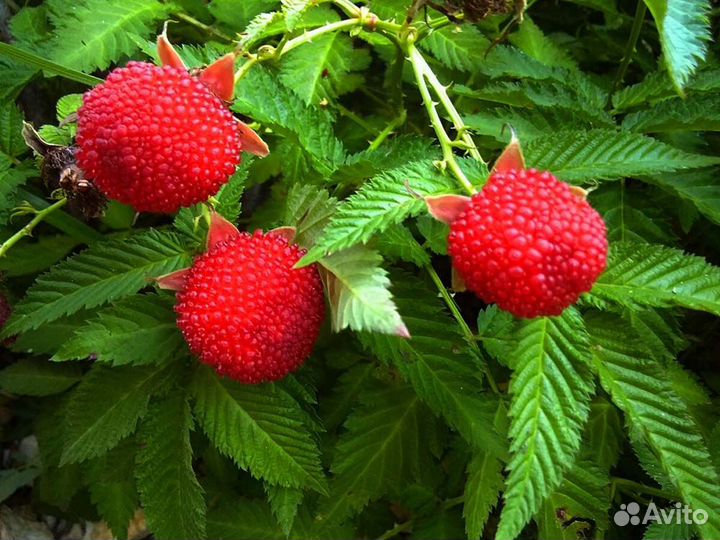 Малина розолистная