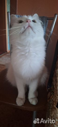 Красотка Лайма